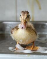 A duck sitting in a sink with soap on it's head photo