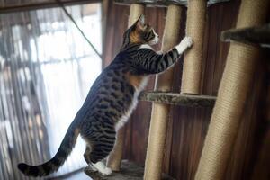A cat climbing up a ladder on a cat tree photo