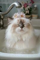 A cat is taking a bath in a sink photo