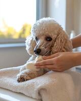 A poodle being groomed by a person photo