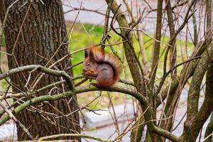 A small squirrel balances delicately on a branch, its bushy tail curled in a relaxed position. The surrounding trees are bare, hinting at the onset of autumn photo