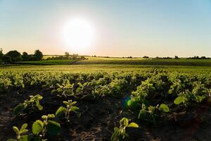 A vibrant soybean field flourishes in the warm summer sun, with lush green plants and numerous pods indicating a bountiful harvest. The horizon glows as day transitions to evening photo