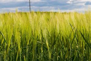 Rich fields of rye, wheat, and barley stretch toward the horizon, showcasing vibrant greens and golds. The growth represents the beauty of agriculture and the harmony of nature in this rural setting photo