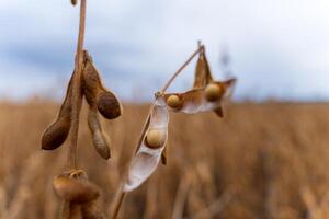 Close-up of mature soybean pods ready for harvest in a vast field, showcasing the rich texture and natural hue of the crops under a cloudy summer sky photo