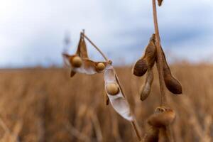 Golden soybean pods hang delicately from their stems, filled with ripe beans, ready for harvesting. The backdrop features a vast field shimmering in the summer sun, showcasing agricultural abundance photo