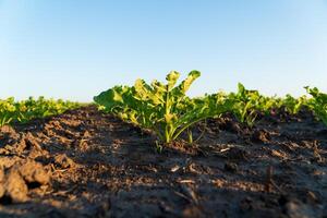 Green sugar beet seedlings emerge from rich, dark soil in cultivated farmland. The vibrant plants bask in warm sunlight, showcasing the potential for a successful harvest photo