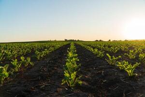 Rows of vibrant sugar beet seedlings stretch across the farmland, basking in the warm glow of the setting sun, showcasing the beauty of agricultural cultivation photo