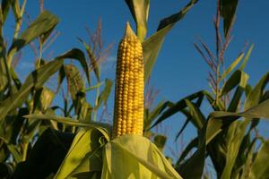 Bright yellow corn stands prominently on the stalk, surrounded by lush green leaves in a vast cornfield. The light of the setting sun highlights the rural farming landscape, signaling harvest time photo
