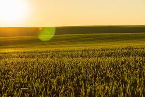 Golden sunlight illuminates a vast winter wheat field, highlighting the fresh green sprouts against the rich soil, symbolizing growth and nature's beauty in agriculture photo