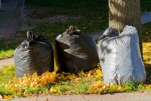 Three garbage bags sit on the ground next to a tree in a park, surrounded by fallen leaves. The location is tidy, showcasing environmental care and waste management efforts photo
