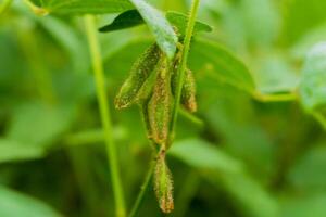 Close-up view of soybean pods developing on plants in a verdant field during the late summer. Farmers expect a fruitful harvest as plants thrive in ideal conditions photo