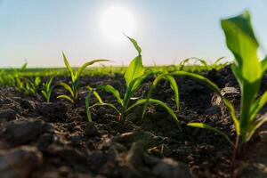 Young corn sprouts emerge from dark soil, reaching towards the bright early morning sun. This agricultural scene depicts the growth of maize in a rural setting photo