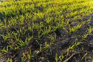 Fresh green sprouts of winter wheat are pushing through the soil in a rural field, showcasing nature's growth as spring unfolds. The scene reflects agricultural vitality and life photo