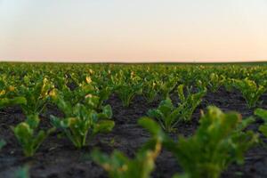 Rows of vibrant sugar beet seedlings thrive in fertile soil. The farmland stretches across the horizon, illuminated by the soft glow of the setting sun photo