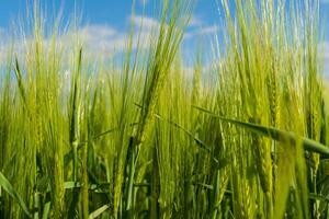 Fields of lush green barley and rye sway gently in the breeze, thriving under the bright blue sky in a serene rural setting dedicated to food production and farming photo