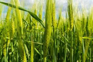 Fields filled with rye, wheat, and barley display lush greenery, indicating healthy crop growth typical of the rural farming landscape in early summer. This is a vital stage for agriculture photo