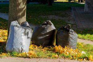 Several black garbage bags sit on the ground next to a tree in a park, amid falling yellow leaves, emphasizing the need for proper waste disposal in natural settings photo