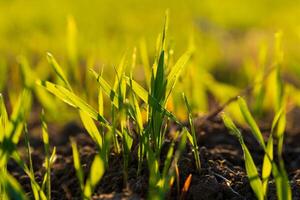 Vibrant winter wheat sprouts emerge from the soil in a rural field, illuminated by sunlight. The fresh green leaves signify early spring growth in agriculture, highlighting nature's renewal photo