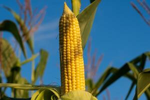 Ripening corn grows proudly in a sunny field, with bright yellow kernels glistening. The clear sky adds a stunning backdrop to this bountiful harvest scene in late afternoon photo