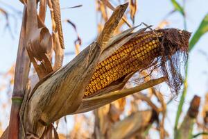 Sunlight filters through a cornfield, highlighting a ripe ear of corn surrounded by dried leaves. The golden kernels promise a bountiful harvest, signaling the end of summer photo