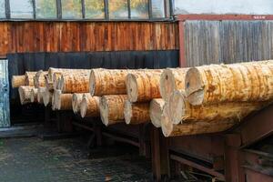 Sunlight bathes a row of freshly cut logs resting against a rustic wooden shed. The texture of the bark and the warmth of the wood contrast beautifully with the surrounding atmosphere photo