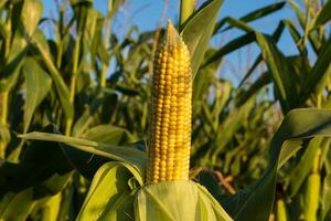 In a vibrant green field, ripe yellow ears of corn stand tall against a clear blue sky, basking in the golden light of the afternoon sun, ready for harvest photo