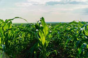 Rows of vibrant corn plants stretch towards the horizon, illuminated by warm sunlight. The fertile field reflects the promise of bountiful harvests on a clear summer day photo