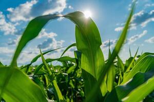 Lush green corn plants sway gently under a brilliant blue sky filled with fluffy clouds, while sunlight streams through the leaves, creating a serene summer atmosphere photo