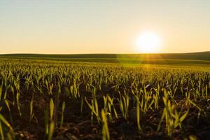 Emerging green shoots of winter wheat stretch across the expansive field, illuminated by the warm glow of the sunrise. A tranquil moment captures nature's awakening photo