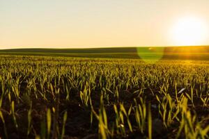 The soft glow of sunrise bathes a vibrant green field in golden light, illuminating the tender shoots of grass pushing through the soil, embodying the promise of a new day photo
