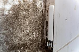 A patch of mold spreads across the wall, highlighting a persistent moisture issue. This darkened corner reveals the effects of inadequate ventilation and maintenance photo