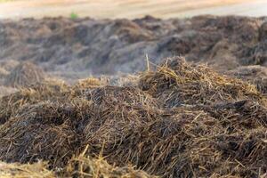 A rich layer of manure covers the field, transforming the soil into nutrient-dense compost. This natural process nurtures crops and enhances agricultural productivity photo