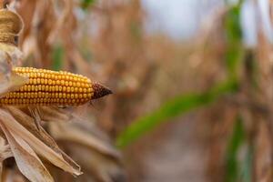 In a sun-drenched field, rows of dry corn plants display their golden ears. The air is filled with the promise of harvest, echoing nature's seasonal rhythm photo
