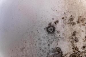 Dampness has allowed fungi to flourish on the wall, showcasing a network of mold that thrives in neglected corners of home spaces, highlighting a battle against moisture photo