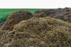 Fresh manure piles are placed strategically in a vibrant green field, nourishing the soil and preparing it for next season's crops and growth photo
