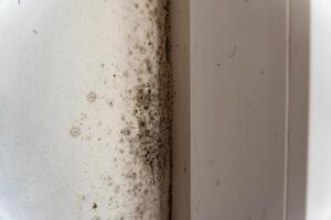 Mold and fungus thrive in a forgotten area of the home, showcasing nature's resilience in a moist environment, turning stark walls into a canvas of decay photo