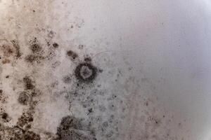 A close-up view reveals the detailed textures and forms of mold growing on a wall, showcasing the unseen life that flourishes in damp indoor spaces photo
