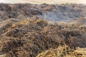 A vibrant field filled with steaming manure compost enriches the soil, promoting healthy plant growth and supporting eco-friendly farming practices in full swing photo