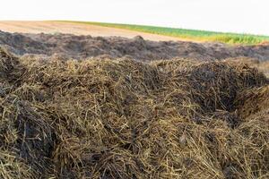 A bountiful compost pile rests in the field, where farmers enrich the soil using natural methods. The sun shines on the essential nutrients awaiting their transformative journey photo