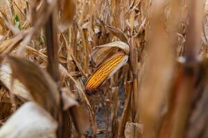 An ear of corn, still partially encased in its husk, stands alone in a field of dried corn stalks. The stalks are brown and dry, creating a contrast with the golden yellow corn kernels photo