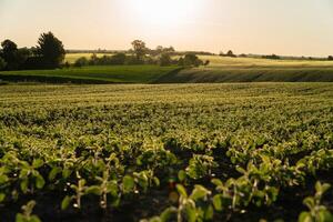 Small soybean plants thrive in a lush green field under the warm sunlight, showcasing their early growth stages against a serene countryside backdrop photo