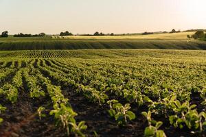 Small soybean plants flourish in a sunlit field, organized in neat rows, representing the growth and vitality of agriculture at dusk photo
