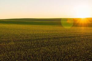 Delicate winter wheat sprouts emerge from the fertile soil as the sun rises over the horizon, illuminating the vibrant green field and ushering in a new day of growth photo