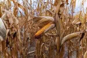 This image showcases a ripe ear of corn hanging from its husk in a corn field, with golden kernels surrounded by dry, yellowing leaves under a clear sky photo