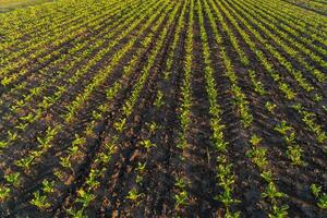 Small sugar beet plants thrive in organized rows across the farm field, soaking up sunlight as they grow in the rich soil during the early spring photo