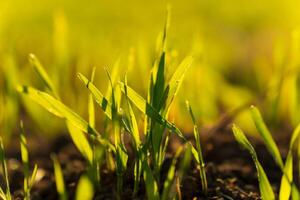 The vibrant green wheat sprouts thrive in a winter field, soaking up sunlight. This natural display symbolizes growth and the promise of a bountiful harvest ahead photo