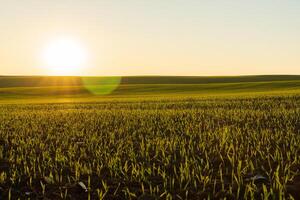 The landscape features an expansive winter wheat field with fresh green sprouts basking in the golden light of dawn, signaling the start of a new day in the countryside photo