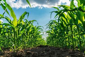 A lush cornfield stretches out under a bright blue sky, with green maize plants towering on either side. The land is well-tended, revealing a promising agricultural yield photo