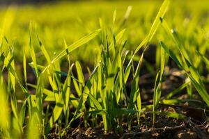 Winter wheat grass is sprouting vibrantly in a field, taking advantage of the nourishing soil and sunlight to grow. The fresh green shoots symbolize renewal in nature photo