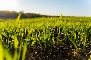 Tender green wheat sprouts emerge from the rich soil in a winter field, basking in warm sunlight and signaling the arrival of spring photo